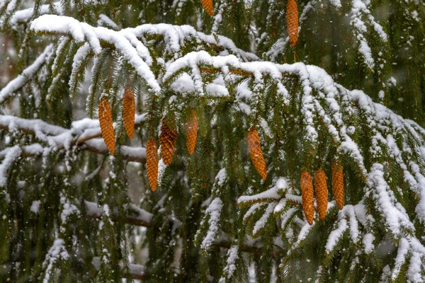 Spruce. Branches, cones, needles. Snow. Zoom. — Stock Photo, Image