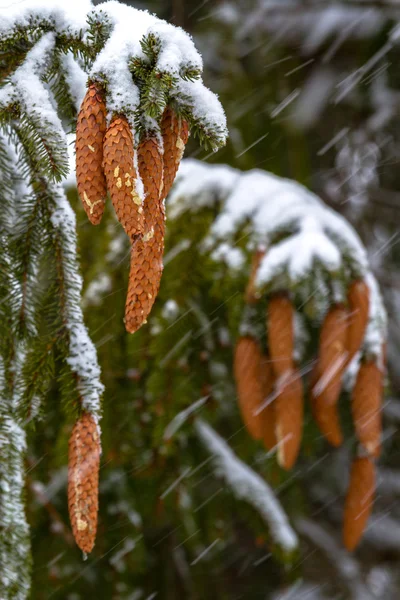 Spruce. Branches, cones, needles. Snow. Zoom. — Stock Photo, Image