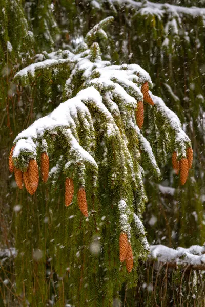 Spruce. Branches, cones, needles. Snow. Zoom. — Stock Photo, Image