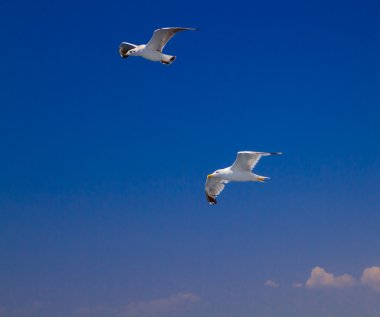 Martılar feribotta Yunanistan besleme