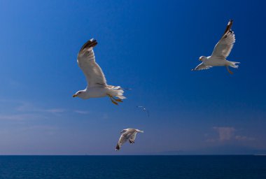 Martılar feribotta Yunanistan besleme