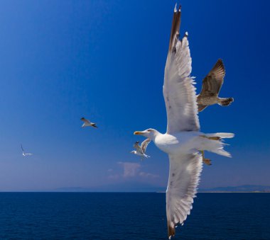 Martılar feribotta Yunanistan besleme