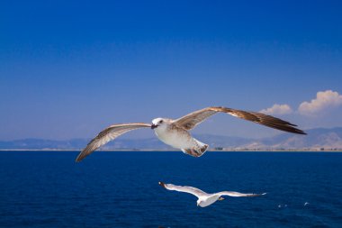 Martılar feribotta Yunanistan besleme
