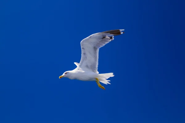 Füttern der Möwen von der Fähre, Griechenland — Stockfoto