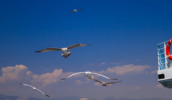 Martılar feribotta Yunanistan besleme — Stok fotoğraf