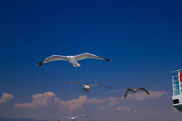 Alimentar a las gaviotas desde el ferry, Grecia — Foto de Stock