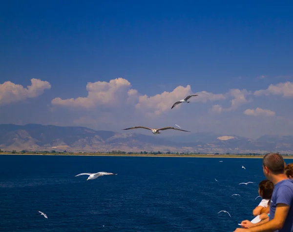 Nutrire i gabbiani dal traghetto, Grecia — Foto Stock