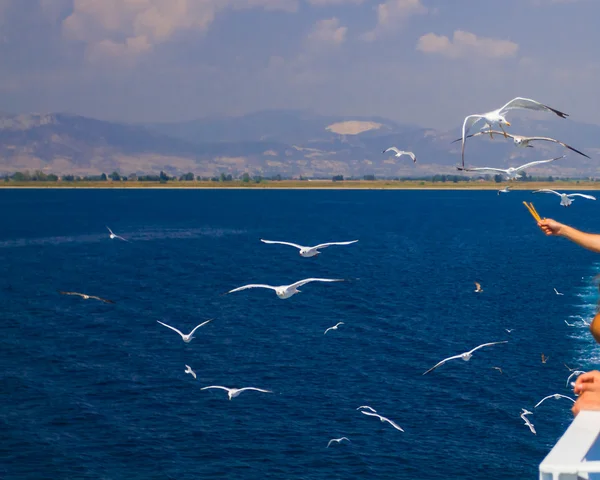 Alimentar a las gaviotas desde el ferry, Grecia — Foto de Stock