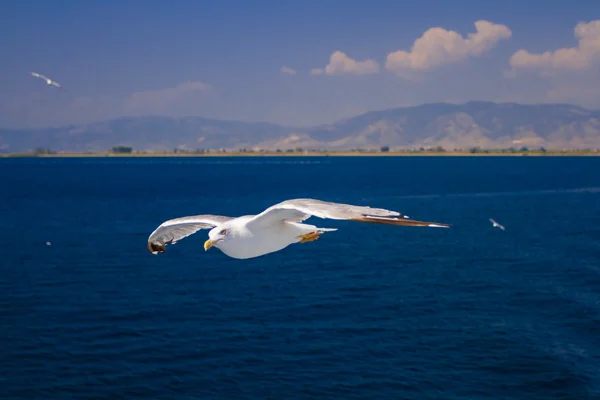 Nutrire i gabbiani dal traghetto, Grecia — Foto Stock