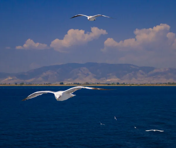 Martılar feribotta Yunanistan besleme — Stok fotoğraf