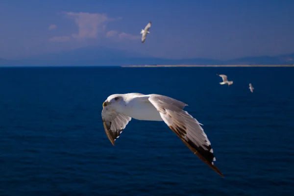 Feeding the seagulls from the ferry, Greece — Stock Photo, Image