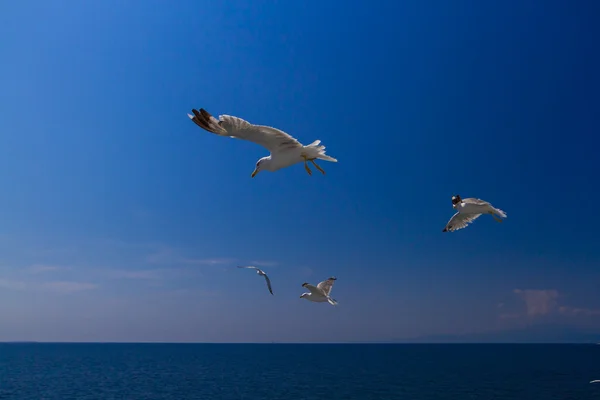 Nourrir les mouettes depuis le ferry, Grèce — Photo