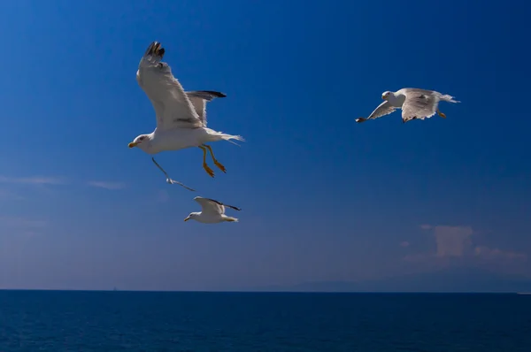 从轮渡，希腊喂海鸥 — 图库照片