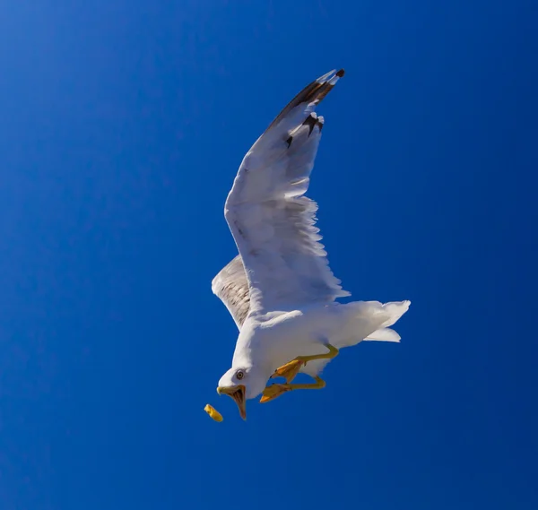 Alimentar a las gaviotas desde el ferry, Grecia — Foto de Stock