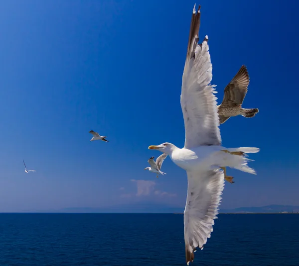从轮渡，希腊喂海鸥 — 图库照片