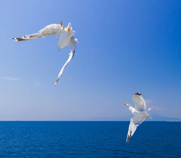 Alimentando as gaivotas da balsa, Grécia — Fotografia de Stock