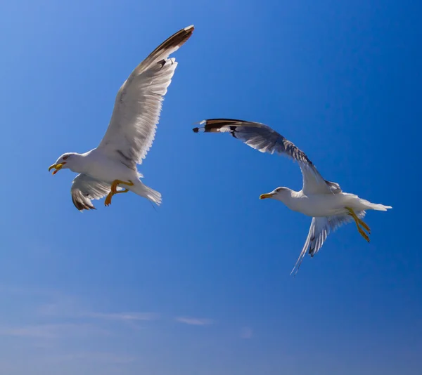 Füttern der Möwen von der Fähre, Griechenland — Stockfoto