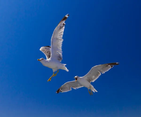 Füttern der Möwen von der Fähre, Griechenland — Stockfoto