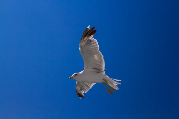 Alimentar a las gaviotas desde el ferry, Grecia — Foto de Stock