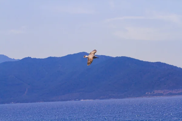 Alimentar a las gaviotas desde el ferry, Grecia — Foto de Stock