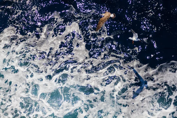 Alimentar a las gaviotas desde el ferry, Grecia — Foto de Stock