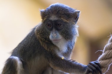 vahşi hayvan maymun