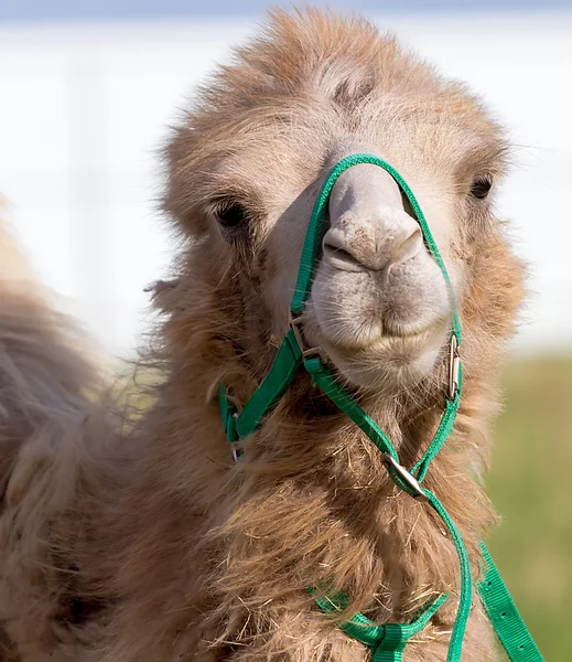 Light brown camel looks you — стоковое фото