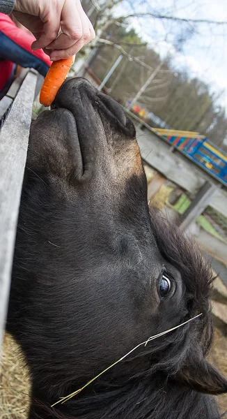 Black pony eats treats — Stock Photo, Image