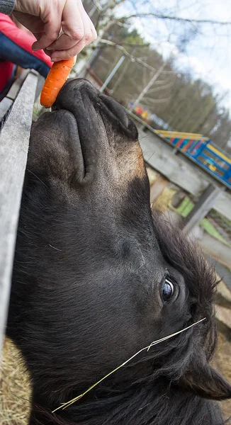 Schwarzes Pony frisst Leckereien lizenzfreie Stockfotos