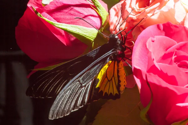 Ungewöhnliche tropische Schmetterlinge — Stockfoto