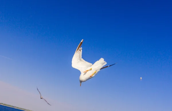 Feeding the seagulls from the ferry, Greece — Stock Photo, Image