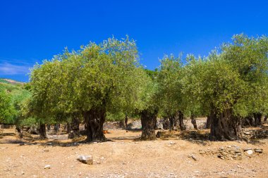 eski zeytin ağaçları