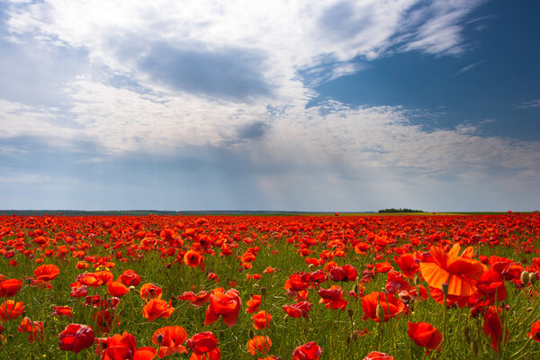 Flowers - a field of red poppies