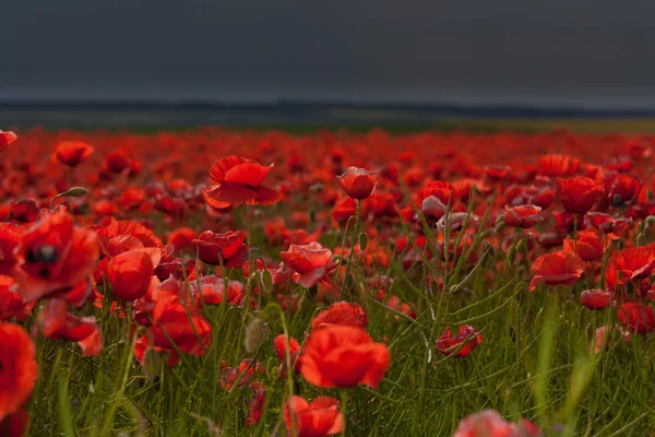 Цветы - поле красных маков — стоковое фото