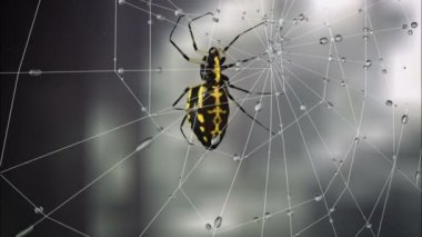 Zehirli örümcek güneşli ormandaki web üzerinde. 3D render