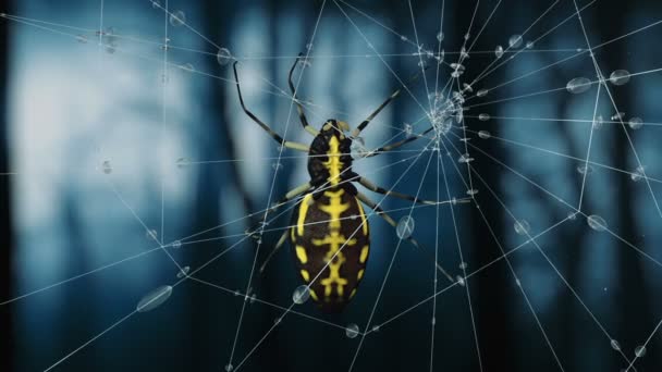 Δηλητηριώδης αράχνη στον ιστό στο δάσος τη νύχτα. 3D καθιστούν — Αρχείο Βίντεο