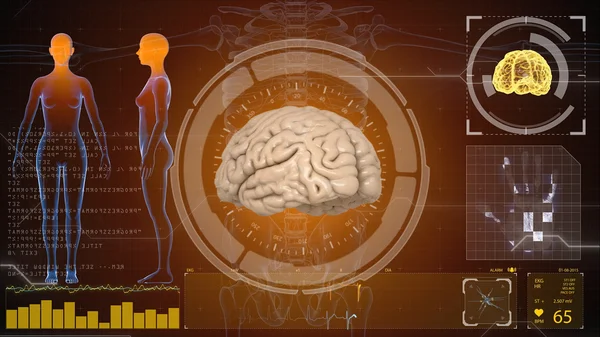 Menselijke anatomie. Menselijk brein. HUD achtergrond. Medische concept anatomische toekomst — Stockfoto