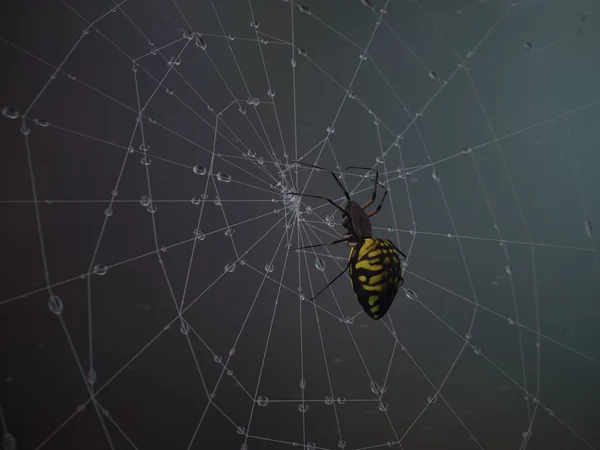 Spin op spinnenweb na regen — Stockfoto