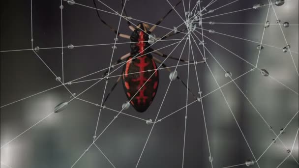 Δηλητηριώδης αράχνη στον ιστό σε δάσος νυχτερινό misticaly. — Αρχείο Βίντεο