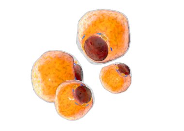 Yağ hücrelerinin Yağ dokusundan. adiposit. insan organizması içinde. izole