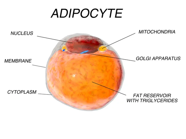 지방 조직에서 지방 세포입니다. adipocytes입니다. 인간 유기 체 내부. 격리 — 스톡 사진