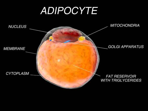 Células gordas do tecido adiposo. adipócitos. dentro do organismo humano. isolar — Fotografia de Stock