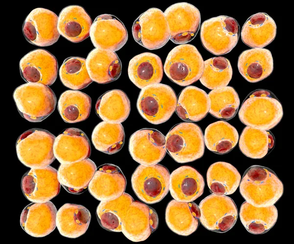 Células grasas del tejido adiposo. adipocitos. dentro del organismo humano. aislar — Foto de Stock