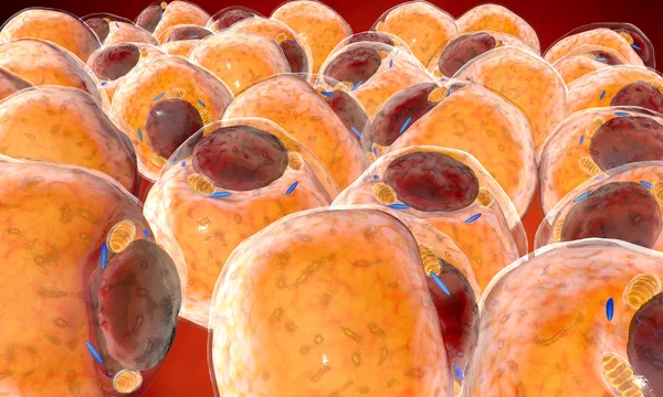 Células gordas do tecido adiposo. adipócitos. dentro do organismo humano — Fotografia de Stock