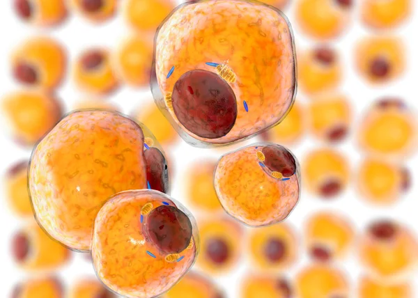 Fat Cells from adipose tissue. adipocytes. inside human organism — Stock Photo, Image