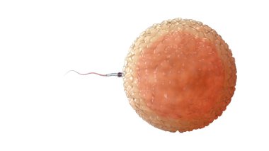 Ovule - 3d render için yüzen Spermatozoons, sperm,