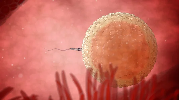 Spermatozoïdes, sperme, flottant à l'ovule - rendu 3d — Photo