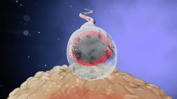 Spermatozoons, 정자, 난-3d 렌더링을 떠 — 스톡 사진