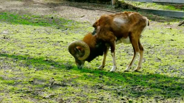 Argali, moutons de montagne dans la nature sauvage. Images 4k — Video