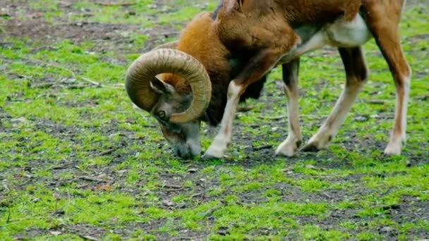 Argali, ovejas de montaña en la naturaleza salvaje. Imágenes de 4k — Vídeo de stock